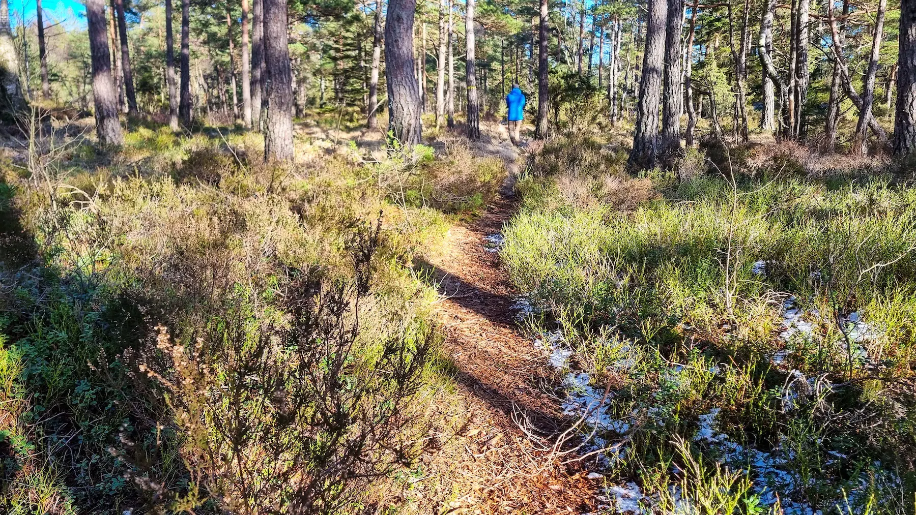 Viele Kilometer solcher Wanderpfade durchziehen das Herrestadsfjaellet